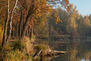 The autumn forest with colorful leaves and reeds are reflected in the lake water.