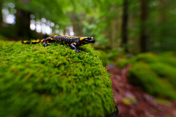 The fire salamander is a common species of salamander found in Europe