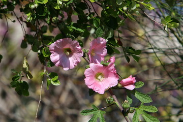 Summer flowers in a city park in Israel.