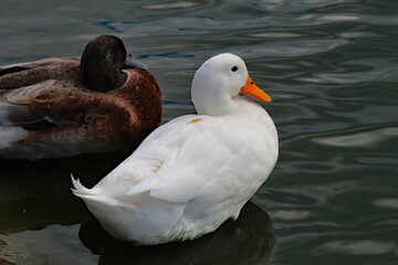 A beautiful and rare image of a gorgeous white duck on a lake with a Mallard duck. These ducks are sometimes known as American Pekin, often smaller than swans and with an orange beak