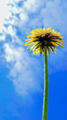 yellow dandelion against blue sky