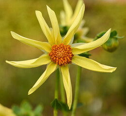 Beautiful close-up of an orchid dahlia
