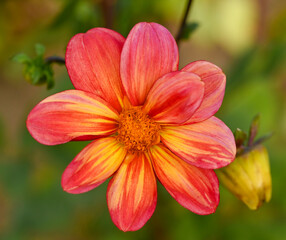 Obraz na płótnie Canvas Beautiful close-up of a bicolor dahlia