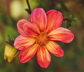 Obraz na płótnie Canvas Beautiful close-up of a bicolor dahlia