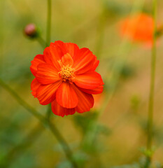 Beautiful close-up of cosmos sulphureus flower