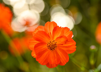 Beautiful close-up of cosmos sulphureus flower