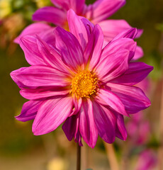Obraz premium Beautiful close-up of a pink dahlia
