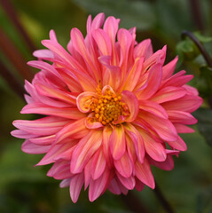 Beautiful close-up of a pink dahlia flower