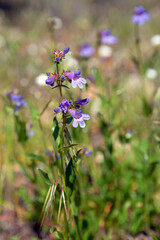 Bluemist Pestemon Penstemon virens