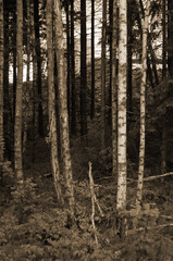 Forest on a summer day in Central Norway