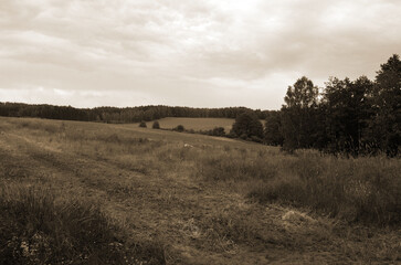 Forest on a summer day in Central Norway