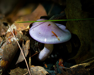 Cortinarius Iodes