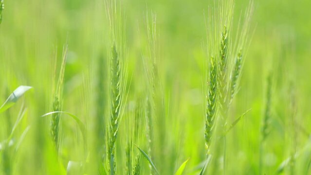 Wheat green crops growing in a field. Ripening ears of meadow wheat field. Close up. Slow motion.
