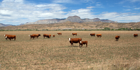 Free Range Cattle with Mountains