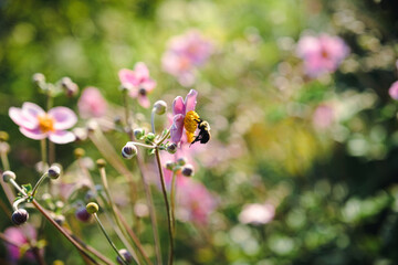 bee on flower