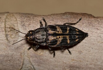 Metallic Wood-Boring Beetle (Buprestis consularis) on plant bark in Houston, TX. Macro closeup dorsal view. Insect native to North America.