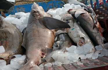 Hunters are killing sharks in the sea. Sharks are becoming extinct