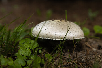 Close up of single Lactifluus vellereus mushroom in the wild