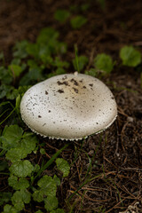 Close up of single Lactifluus vellereus mushroom in the wild