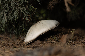 Close up of single Lactifluus vellereus mushroom in the wild