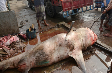 Hunters are killing sharks in the sea. Sharks are becoming extinct