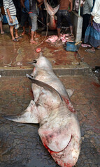 Hunters are killing sharks in the sea. Sharks are becoming extinct