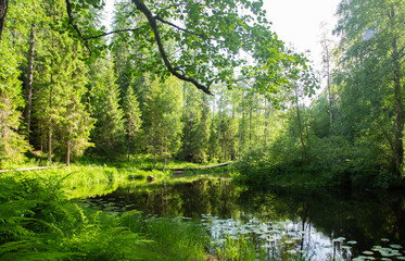 Fototapeta na wymiar Dense green forest and pond. Tourism in the warm season.