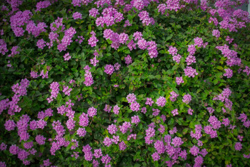 Purple Trailing lantana plant flowers on green leaves background - 527401615