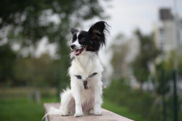 papillon dog, continental toy spaniel, black and white dog, tricolor, adjaliti, cute dog, dog muzzle, beautiful background, ears, dog eyes, healthy dog, papillon portrait, butterfly dog