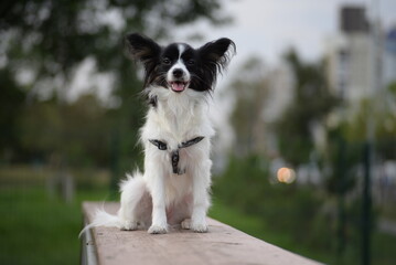 papillon dog, continental toy spaniel, black and white dog, tricolor, adjaliti, cute dog, dog muzzle, beautiful background, ears, dog eyes, healthy dog, papillon portrait, butterfly dog