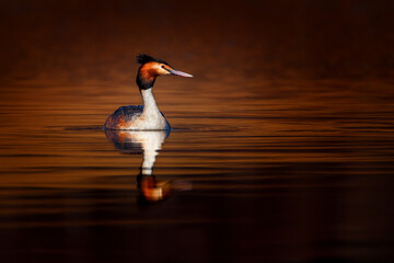 The great crested grebe is a member of the grebe family of water birds