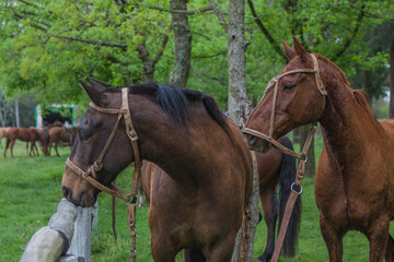 Obraz premium CABALLO EN CAMPO EN CORRAL