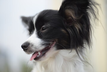 papillon dog, continental toy spaniel, black and white dog, tricolor, adjaliti, cute dog, dog muzzle, beautiful background, ears, dog eyes, healthy dog, papillon portrait, butterfly dog