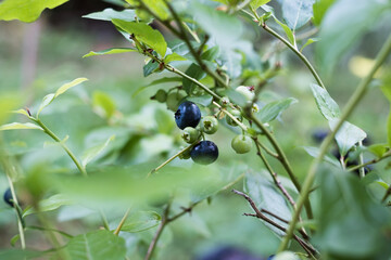 Cultivated blueberry plant. Blueberries growing in nature. Various stages of maturation.