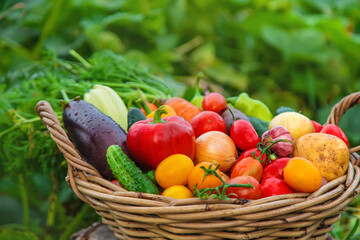 Harvest vegetables in the garden. Selective focus.
