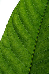 Dark green hazel leaf close up with yellow veins. Close up.