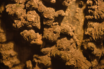 Macro photograph of treebark at night. 