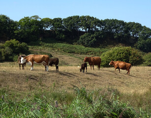 Naklejka na ściany i meble Cattle in Sussex