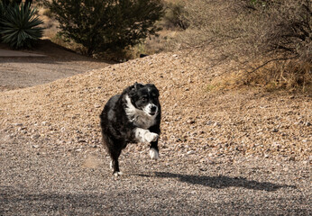 Border Collie Running
