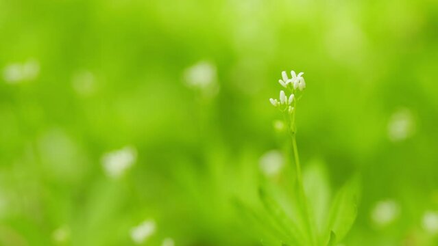 Sweetscented bedstraw, galium odoratum in the spring forest. Close up.