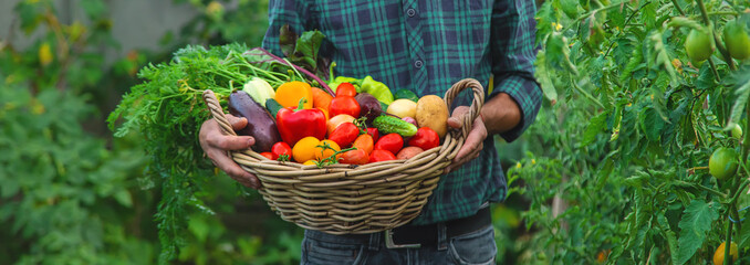 A man with a harvest of vegetables in the garden. Selective focus.