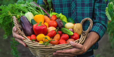 A man with a harvest of vegetables in the garden. Selective focus.