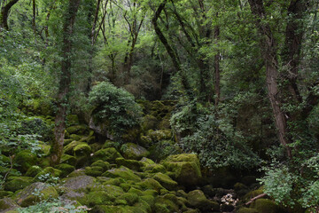 Mit Moos bedeckte Steine liegen in einem Wald und sehen aus wie das Land von Feen und Elfen