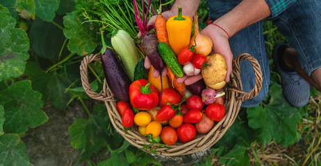 A man with a harvest of vegetables in the garden. Selective focus.