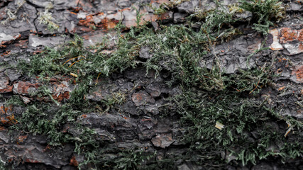 Moss on an old alder log