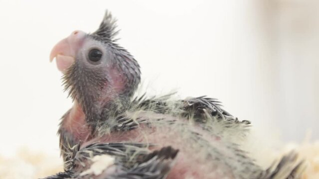 gray cockatiel parrot chick in sawdust on a white background