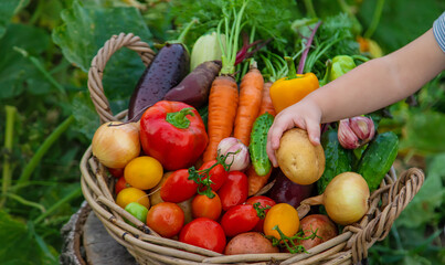 A child with a harvest of vegetables in the garden. Selective focus.