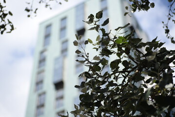 broun branches of a bush, a tree against the background of a blurred modern building, blue sky,...
