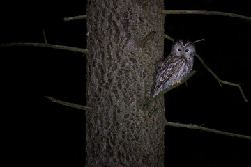 The tawny owl - Strix aluco - is commonly found in woodlands across much of Eurasia
