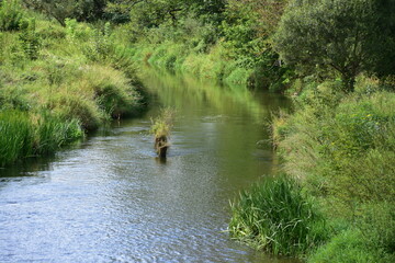 rzeka, Czarna Nida, woda, potok, zieleń © Albin Marciniak